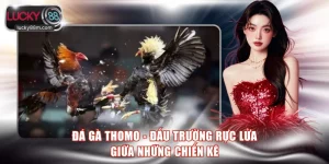 Đá gà Thomo